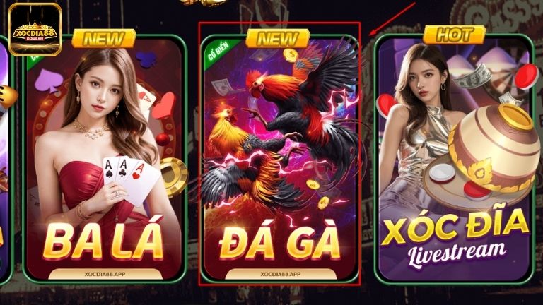 Đá Gà – Sân chơi cá cược sôi nổi được nhiều người yêu thích